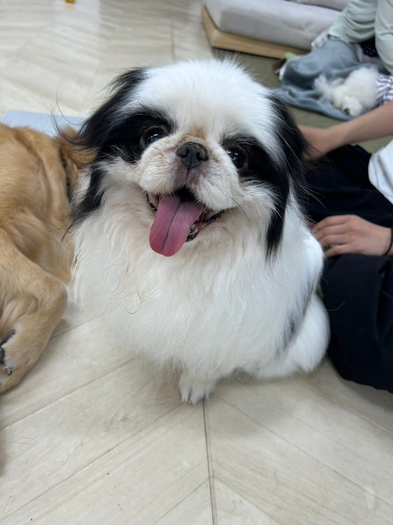 極上　チンコロ　犬　根付　46g 東N7-0929☆2F 828e552d78d7670f3de6a66934a8f4