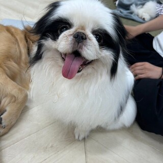 人懐こい男の子です狆のけん君