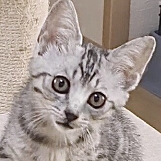 グレー系サバトラ甘えん坊で人懐こいアル君