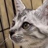 グレー系サバトラ甘えん坊で人懐こいアル君 サムネイル6