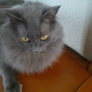 里親募集中　臆病な猫