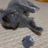 里親募集中　臆病な猫 サムネイル4