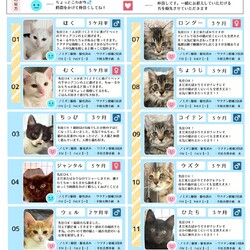7月27日保護猫譲渡会の参加猫一覧
