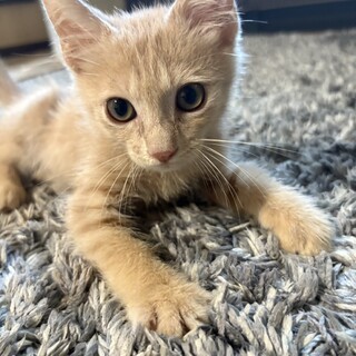 ぱっちりおめめ甘えんイケメン淡茶トラ