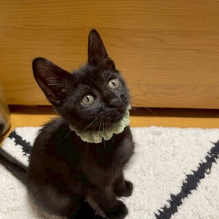 7/27目黒譲渡会♡控えめ甘えん坊 プリンス２ヶ月