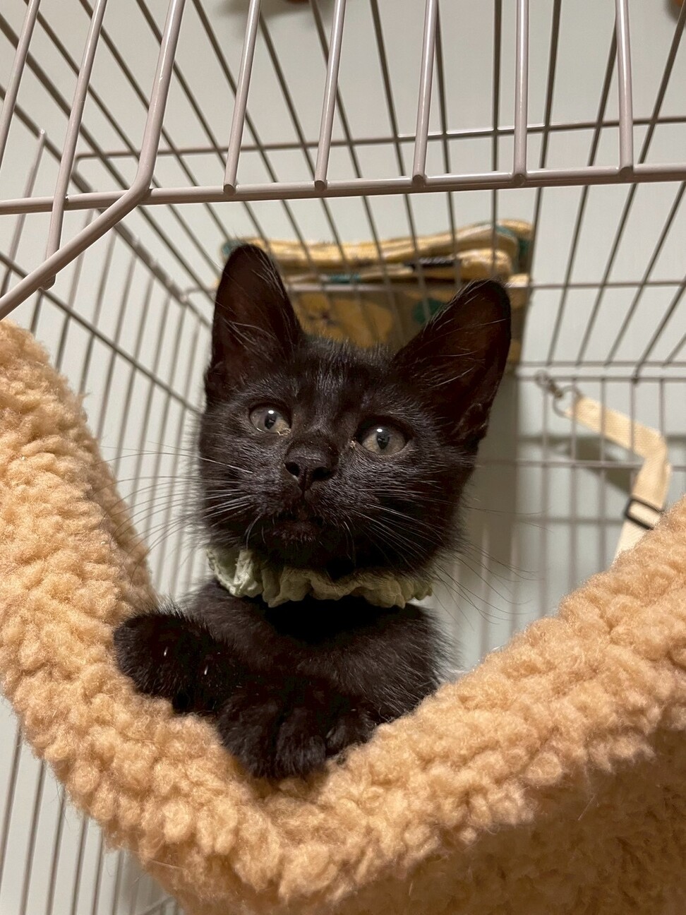 かこ♡リピーター様リクエスト　特大猫様 超なれなれ！抱っこ大好き」東京都 - 猫の里親募集(506337) 7