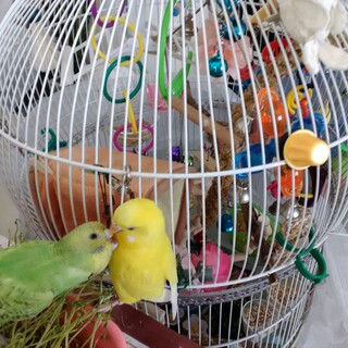 可愛いインコちゃんの里親さん大募集