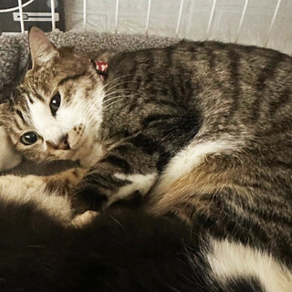 親方が大好きなキジシロ♂小結、2歳