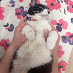 「７月27日の保護猫譲渡会に親方と小結が参加」サムネイル2