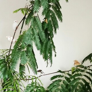 とっても可愛いらしい十姉妹ちゃん達の里親さん大募集