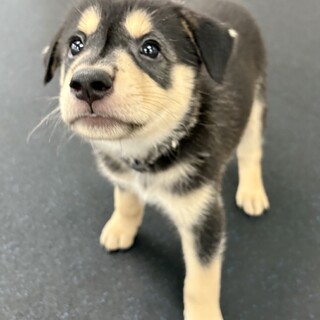 「2025年6月生 オス」可愛い幼い子犬