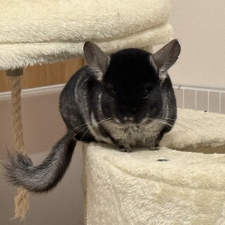 チンチラ1才男の子里親探してます