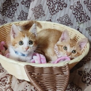 茶白男子×茶トラ女子 ★やんちゃ兄妹ペア