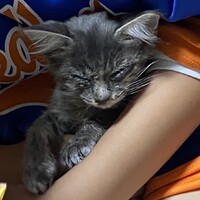 ちょび