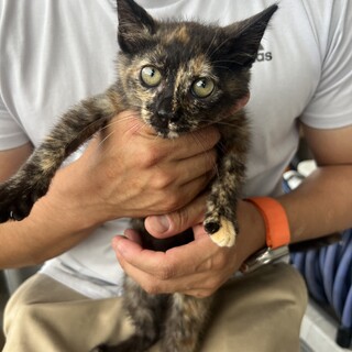 元気いっぱいサビ猫ちゃん