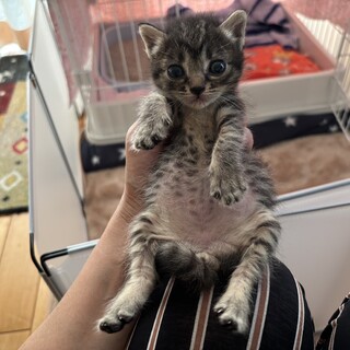 手の平サイズ、見ていて飽きない可愛さです