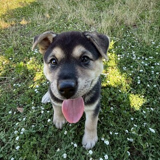 甘えん坊男子【ブリランテくん】