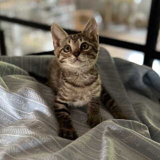 好奇心旺盛イケメンBOY♡プチ君2ヶ月