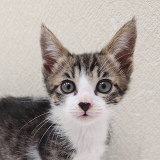 7/21高田馬場★なたねくん★いつもゴロゴロご機嫌