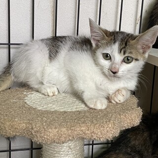 おとなしく控えめな♡なずなちゃん2ヶ月