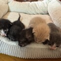 子猫 里親探してます