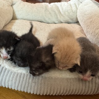子猫 里親探してます