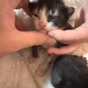 子猫 里親探してます サムネイル2