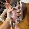 子猫 里親探してます サムネイル3