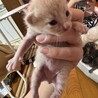 子猫 里親探してます サムネイル4