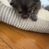 子猫 里親探してます サムネイル5