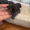 子猫 里親探してます サムネイル6