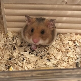 元気なおこげくん！