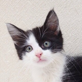 7/21高田馬場★あまにくん★アピール上手な男の子