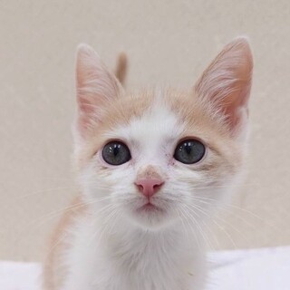 7/21高田馬場★オリーブくん★遊び大好き甘えん坊