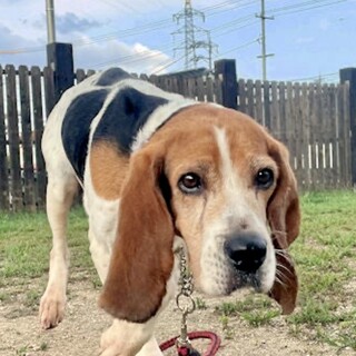 【アンジュ】人も犬も大好きな女の子♪