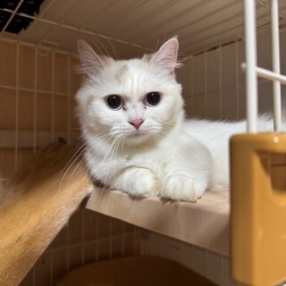 決まりました短足マンチカン　