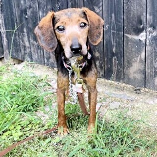 【リオ】ちゃん　第二の犬生を！！