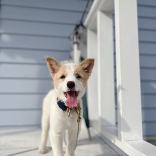 ぱやぱやな毛が特徴のかわいい男の子なみへい！