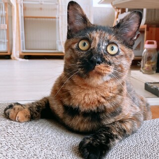 可愛いいろはちゃん♡