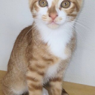 甘えん坊の茶白男子　れもん君！