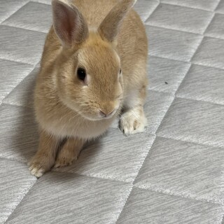 ネザーランドメス募集