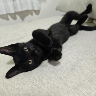 やんちゃで甘えん坊な黒猫の仔猫です