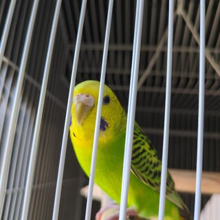 寂しがりやのインコちゃんです