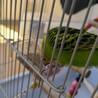 寂しがりやのインコちゃんです サムネイル2