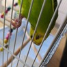 寂しがりやのインコちゃんです サムネイル3