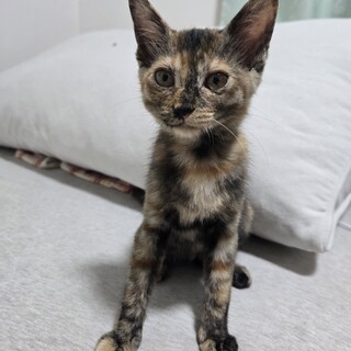 甘えたなサビ仔猫です