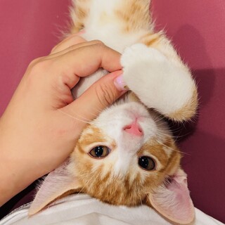 【11/16三田】初心者★爪切りも楽ちんポピー