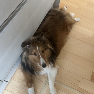 シェルティの2才の男の子です。