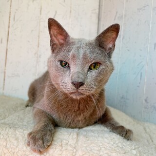 穏やかな愛嬌フェイスのロシアンブルーくん☆