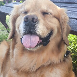 里親募集します